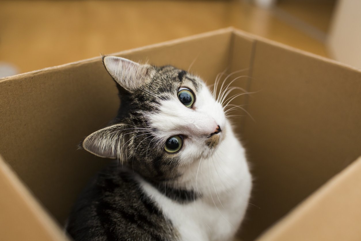 HOW TO PREPARE YOUR PET FOR A MOVE?