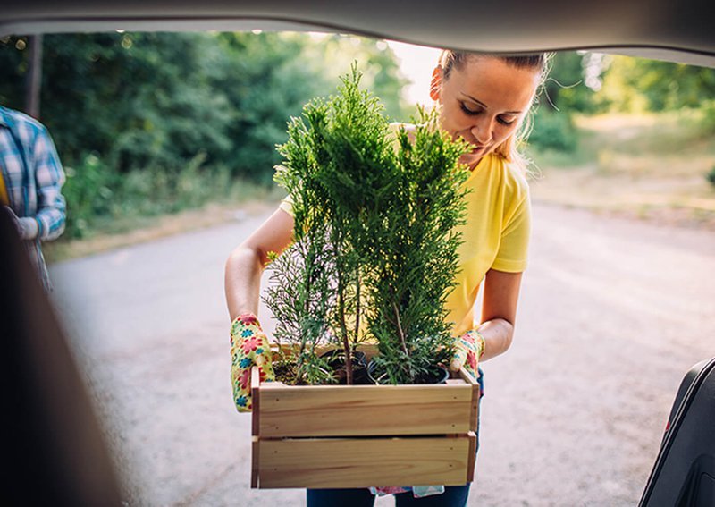 Transportation of plants